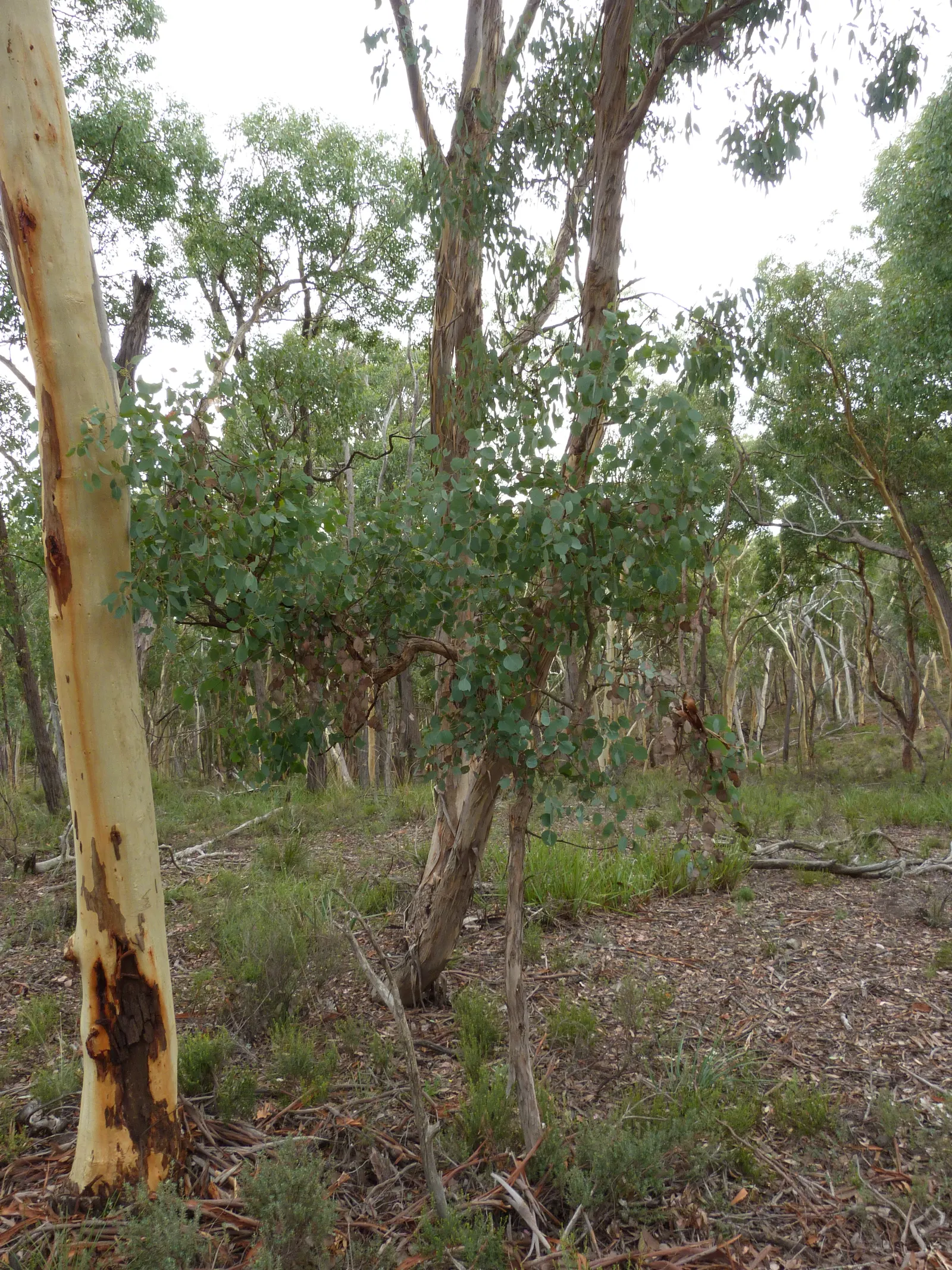 Silver Dollar Gum (Eucalyptus Polyanthemos) — the Silver Dollar Gum thrives in full sun and adapts to a wide range of soil conditions