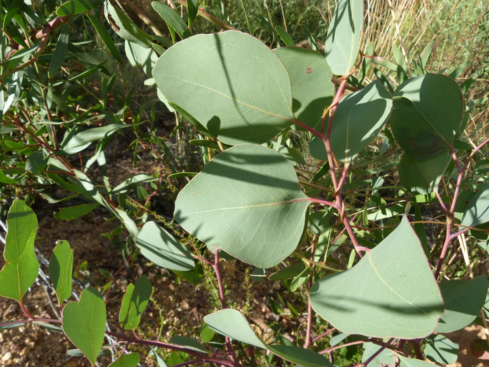 Silver Dollar Gum (Eucalyptus Polyanthemos) — giving it the 'Silver Dollar' moniker