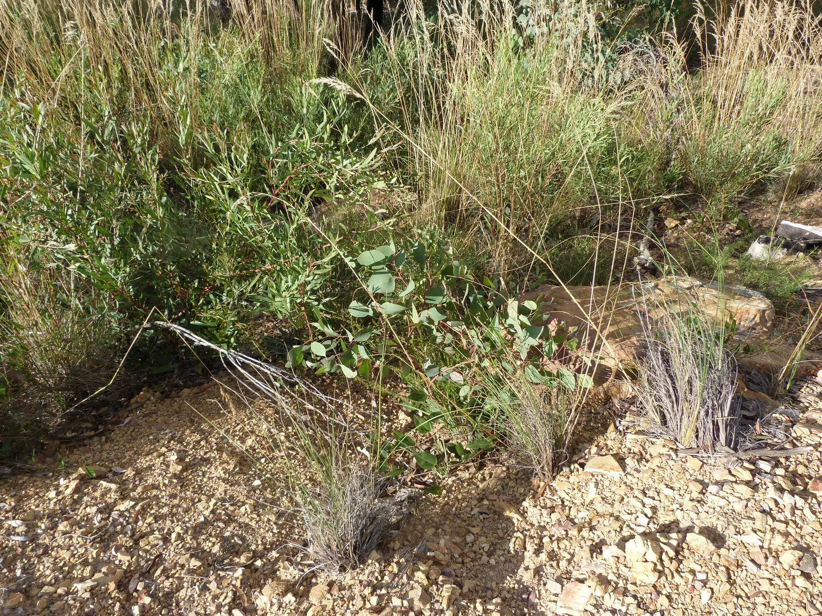 Silver Dollar Gum (Eucalyptus Polyanthemos) — The Silver Dollar Gum is generally low maintenance