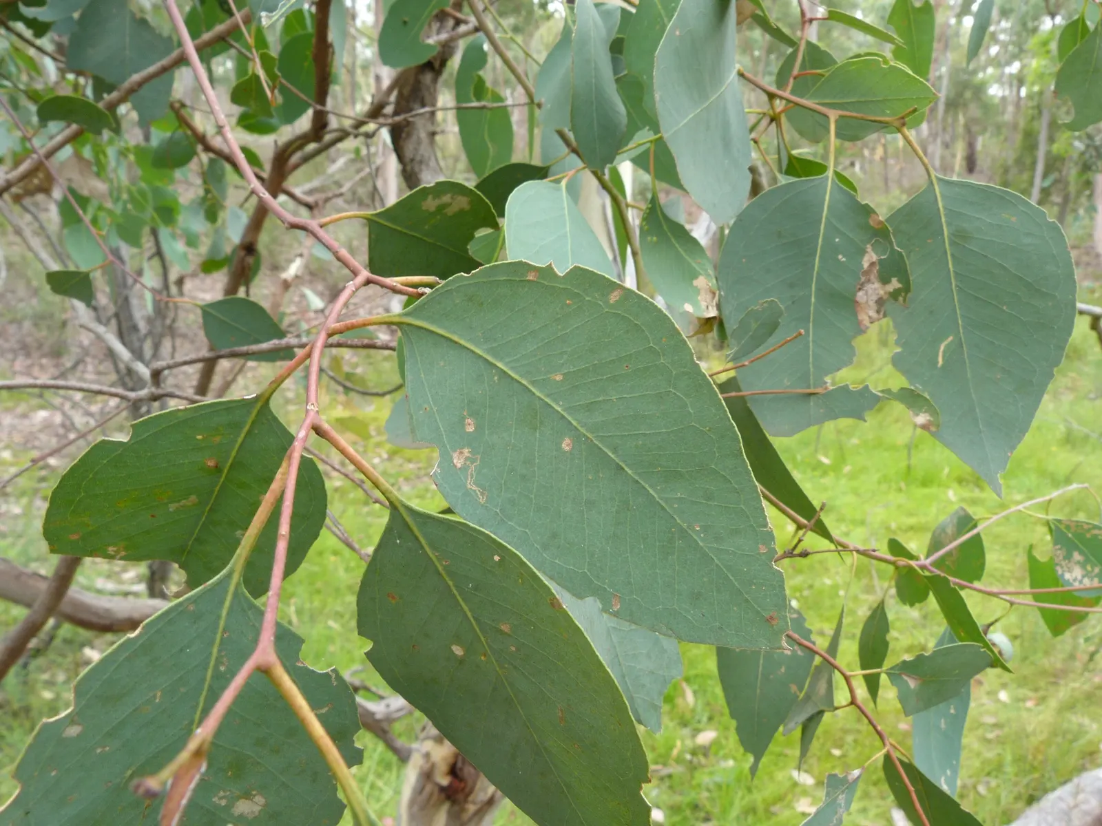 Silver Dollar Gum (Eucalyptus Polyanthemos) — Regular pruning in the first years will encourage a strong, well-shaped canopy