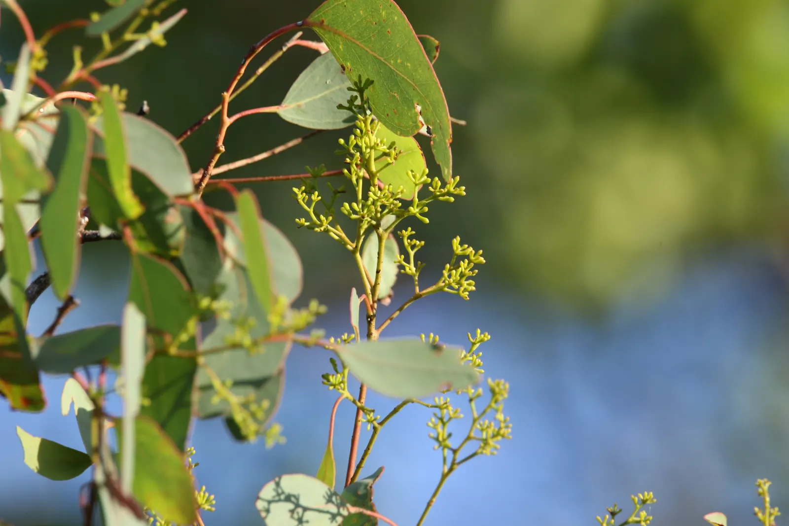 Silver Dollar Gum (Eucalyptus Polyanthemos) — consider ample space for its mature size to avoid overcrowding