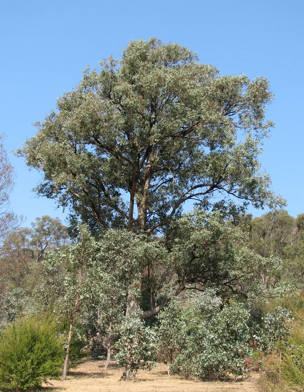 Silver Dollar Gum (Eucalyptus Polyanthemos) — scientifically known as Eucalyptus polyanthemos