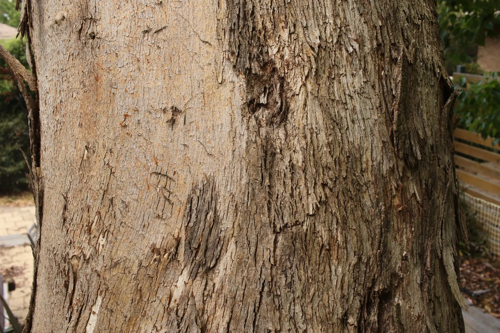 Silver Dollar Gum (Eucalyptus Polyanthemos) — the bark of Eucalyptus polyanthemos is deeply textured and peeling