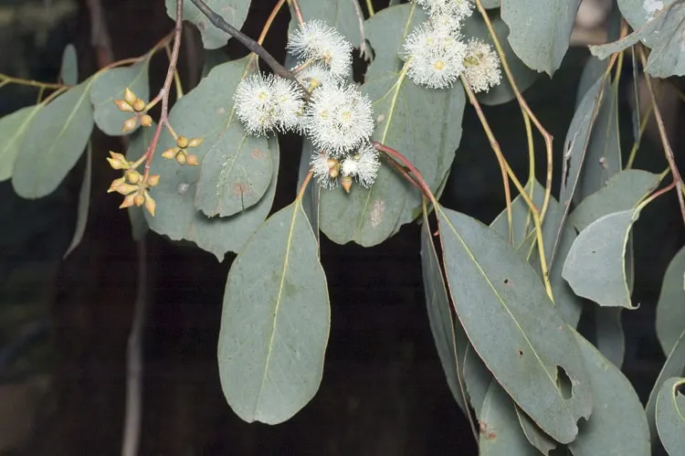 Silver Dollar Gum (Eucalyptus Polyanthemos) — Attracts wildlife but is fire-resistant for added landscape safety