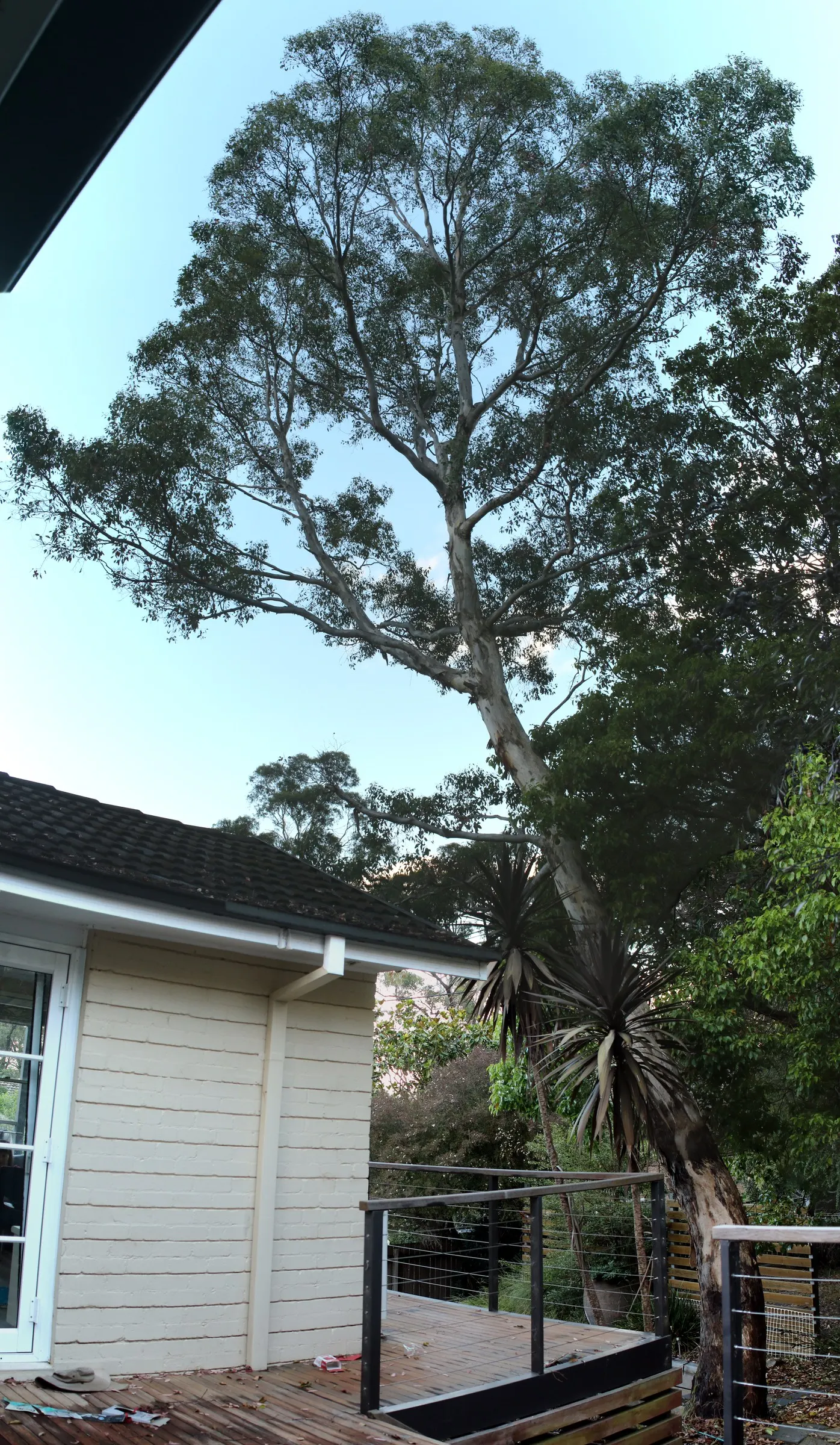 Silver Dollar Gum (Eucalyptus Polyanthemos) — It has a moderate to fast growth rate