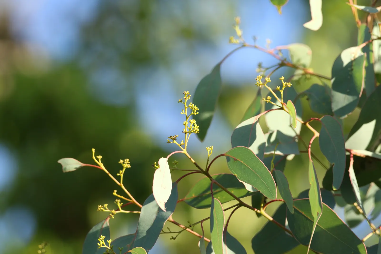 Silver Dollar Gum (Eucalyptus Polyanthemos) — which are about 2 to 4 inches in diameter