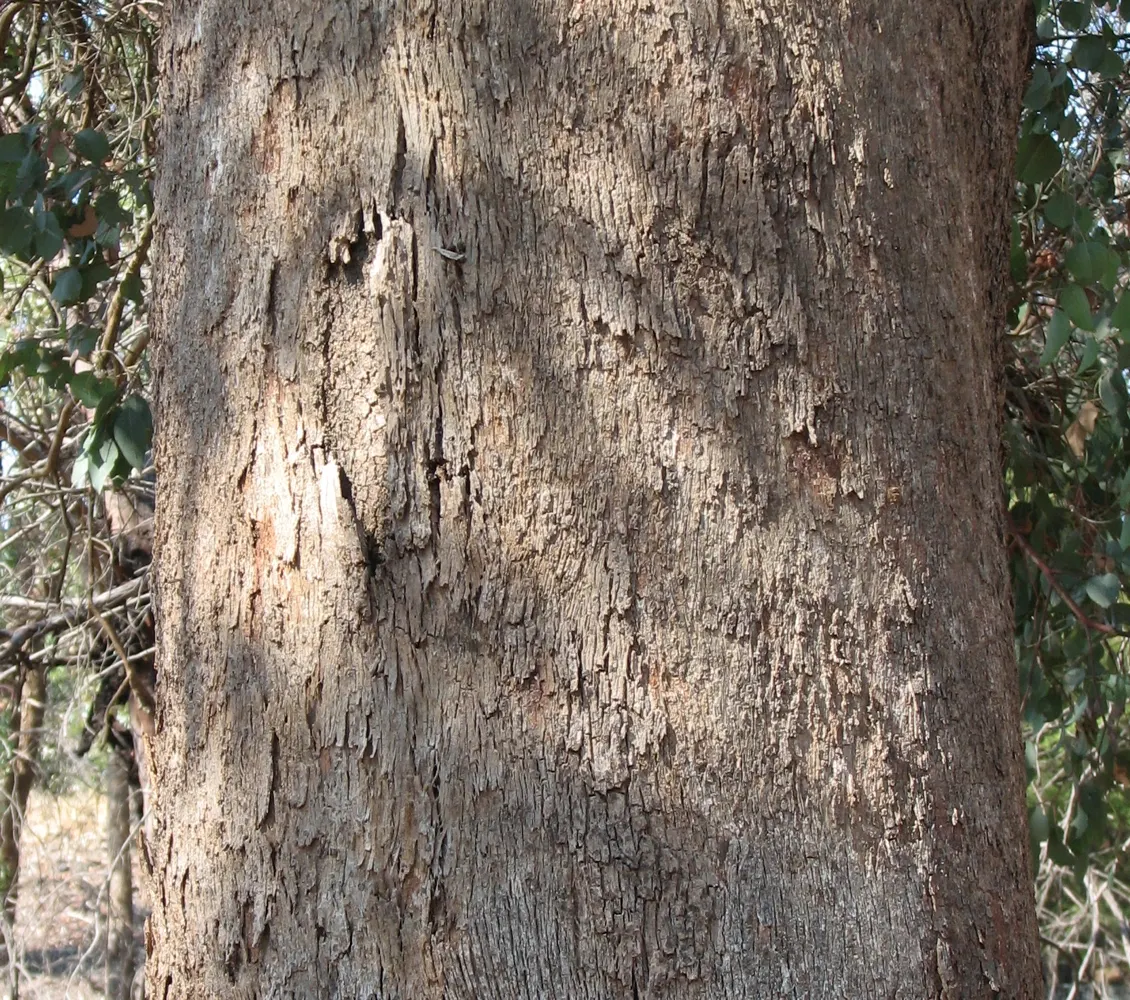 Silver Dollar Gum (Eucalyptus Polyanthemos) — tree for full