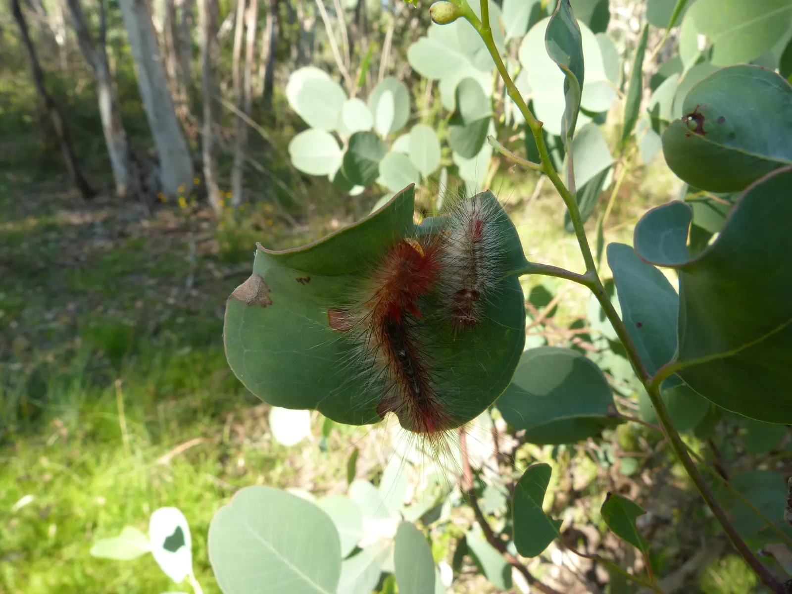 Silver Dollar Gum (Eucalyptus Polyanthemos) — offering substantial shade and visual structure.<br><br>This species is esteemed for its round; consider ample