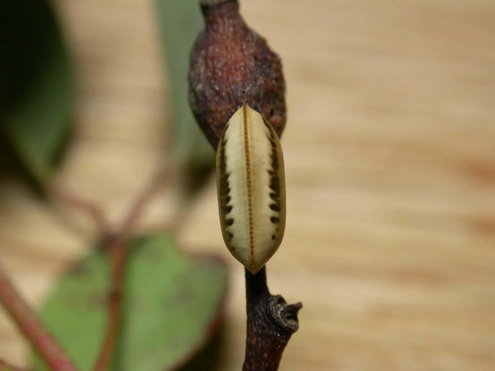 Silver Dollar Gum (Eucalyptus Polyanthemos) — Its leaves are commonly used in floral arrangements; bark sheds to reveal a smooth surface; giving it the 'Silver