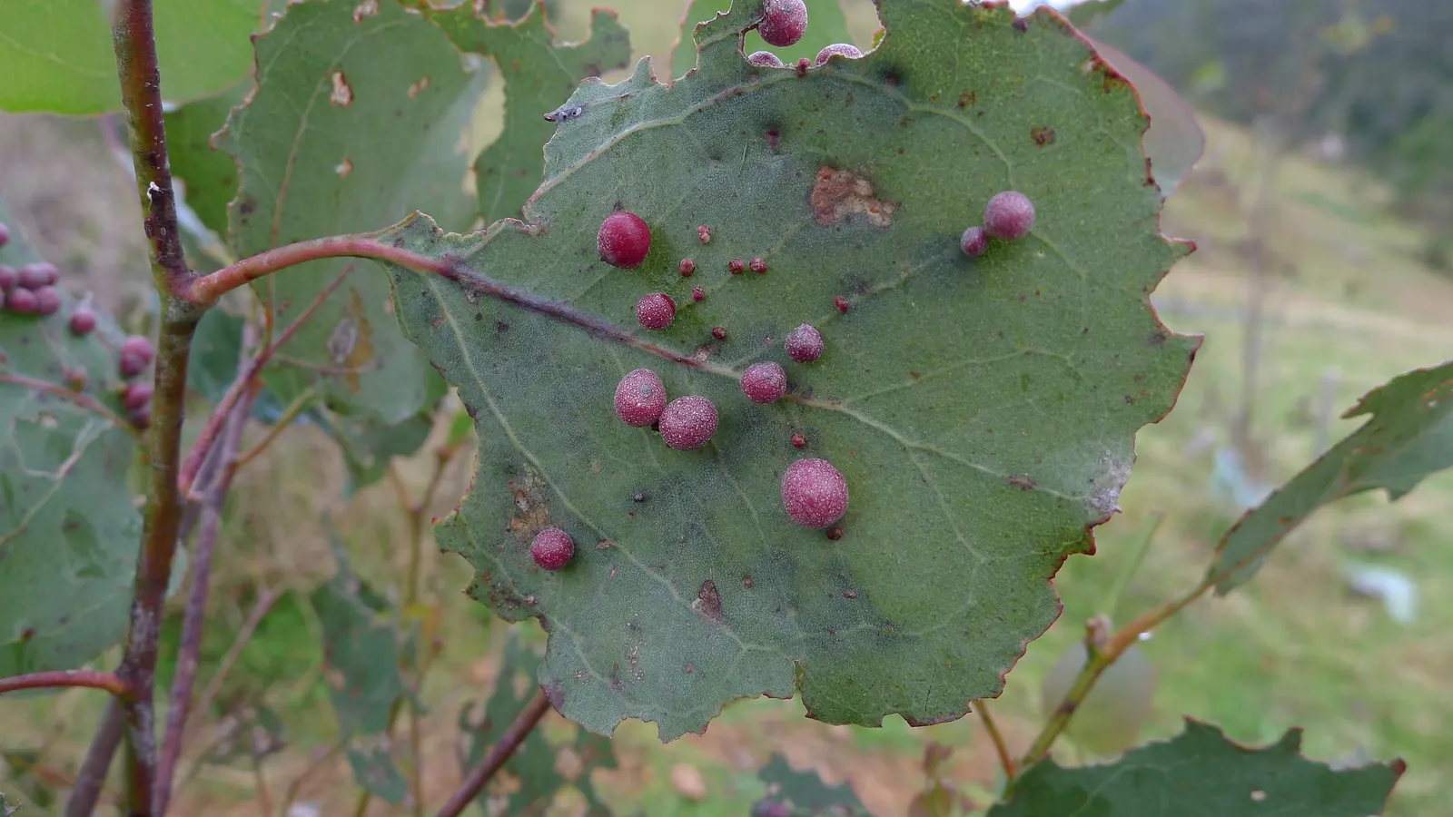 Silver Dollar Gum (Eucalyptus Polyanthemos) — scientifically known as Eucalyptus polyanthemos; drought-tolerant once established, it thrives in full sun with