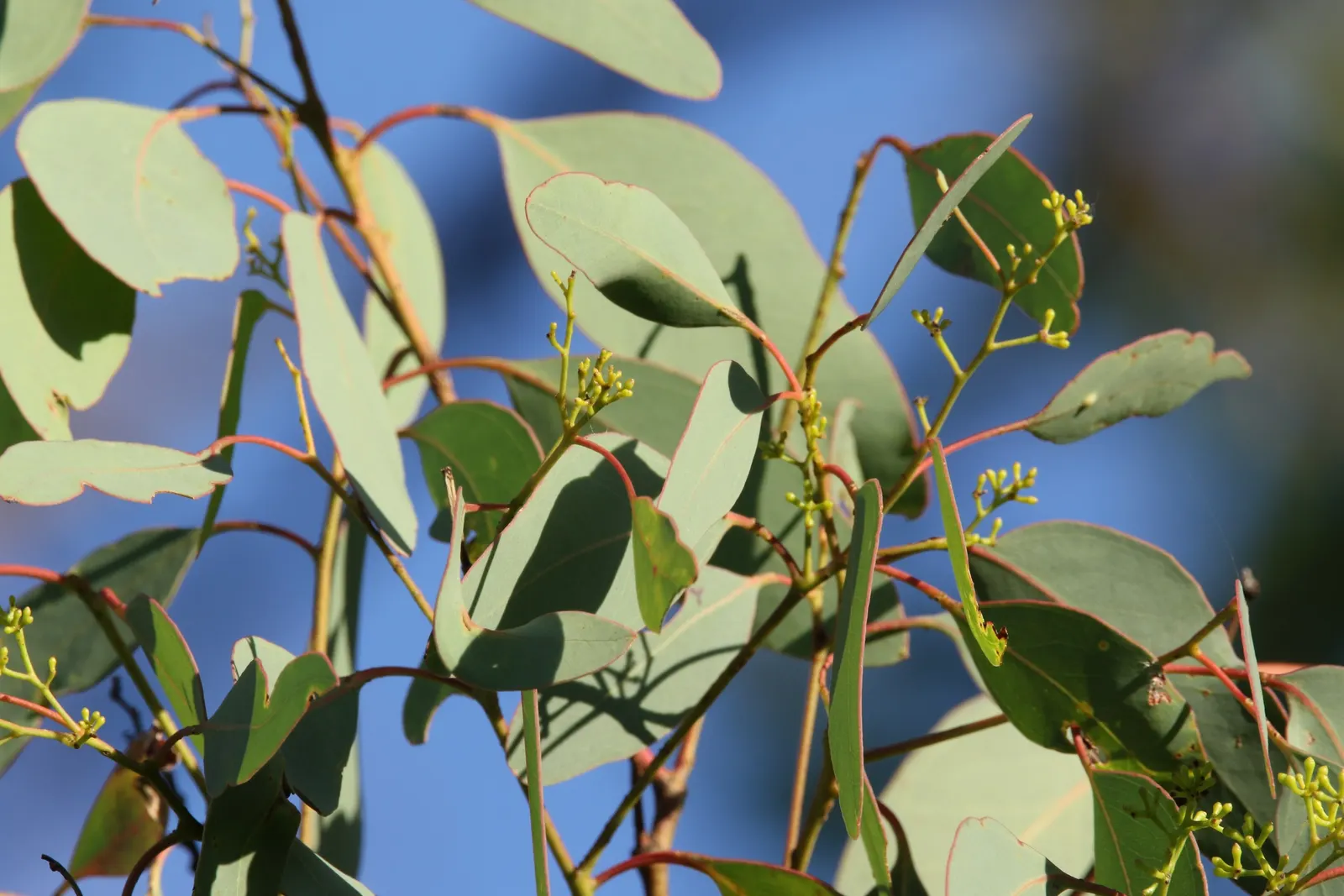 Silver Dollar Gum (Eucalyptus Polyanthemos) — offering substantial shade and visual structure.<br><br>This species is esteemed for its round