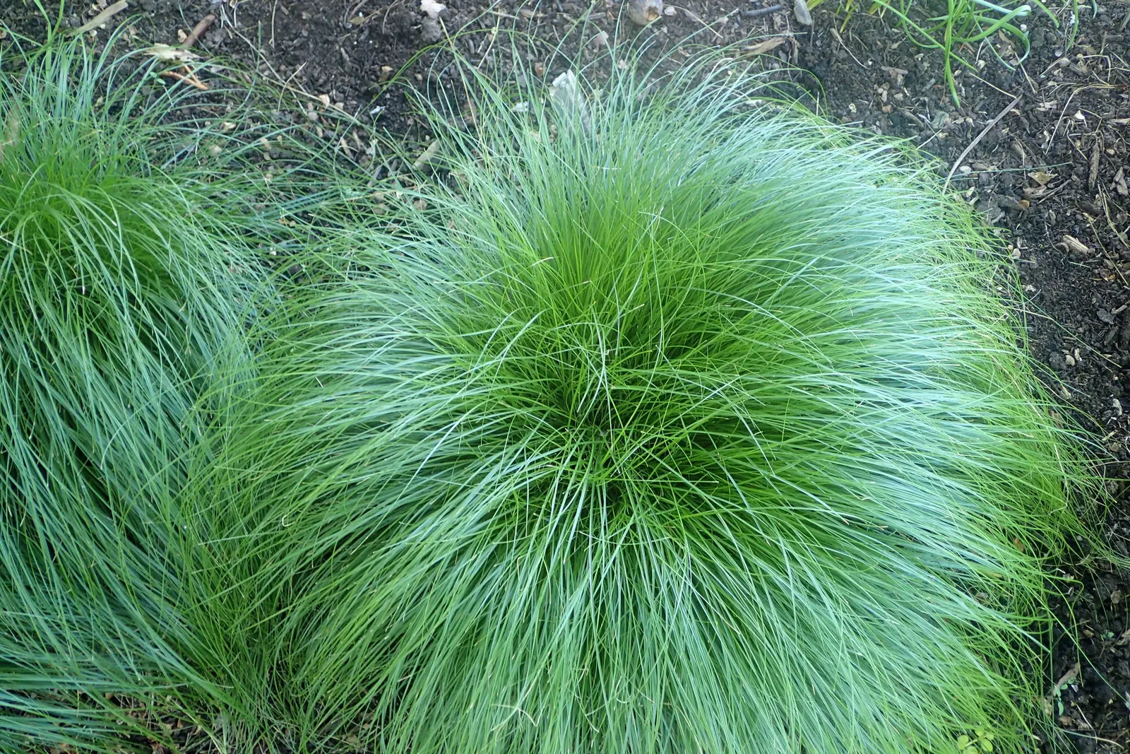 Rosy Sedge (Carex Rosea) — this elegant plant typically reaches a height of about 8 to 16 inches with a similar spread