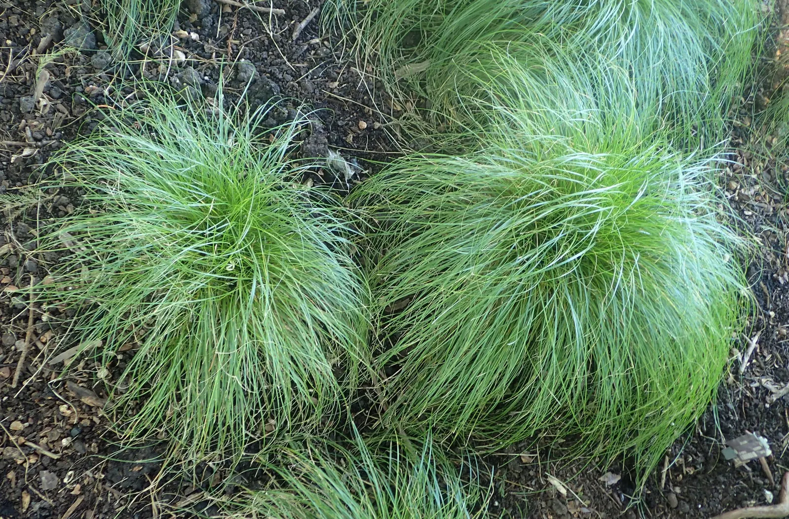 Rosy Sedge (Carex Rosea) — weaving effortlessly into both formal and naturalistic settings