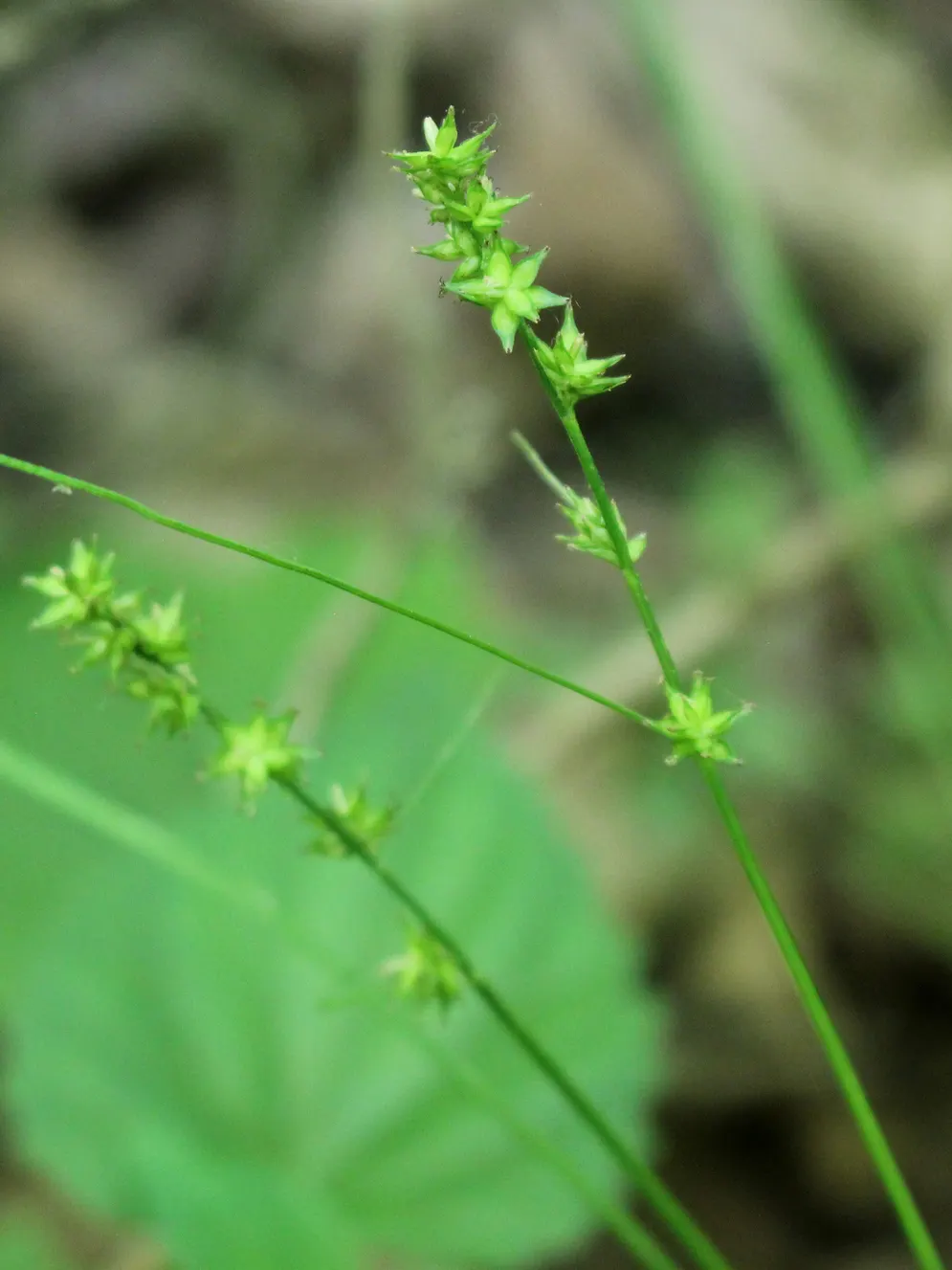 Rosy Sedge (Carex Rosea) — clumping element to any garden or landscape design