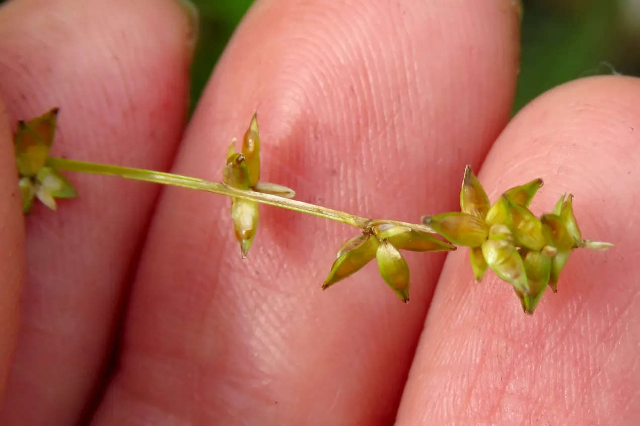 Rosy Sedge (Carex Rosea) — Minute, rosy-tinged flowers bloom in late spring to early summer