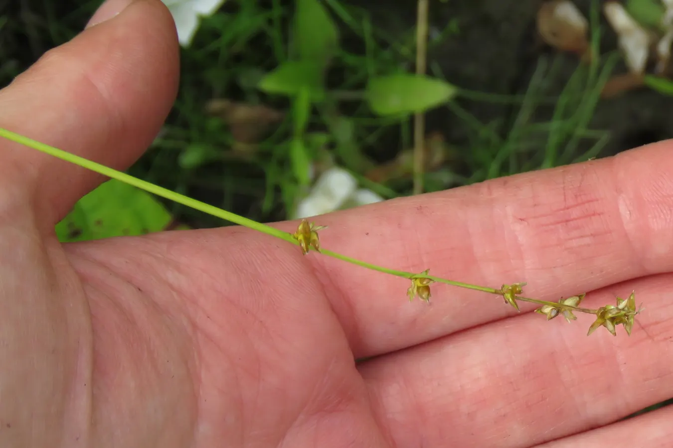 Rosy Sedge (Carex Rosea) — is a delicate yet robust perennial sedge that offers a fine-textured