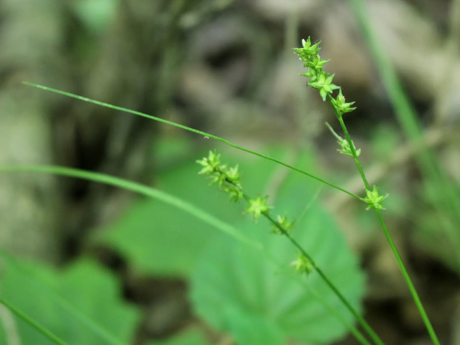 Rosy Sedge (Carex Rosea) — offering fine-textured foliage that provides year-round interest