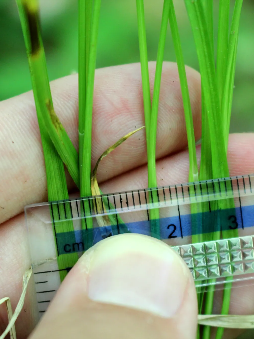 Rosy Sedge (Carex Rosea) — commonly known as Rosy Sedge