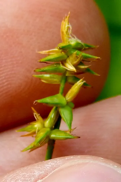 Rosy Sedge (Carex Rosea) — thrives in USDA zones 4-8