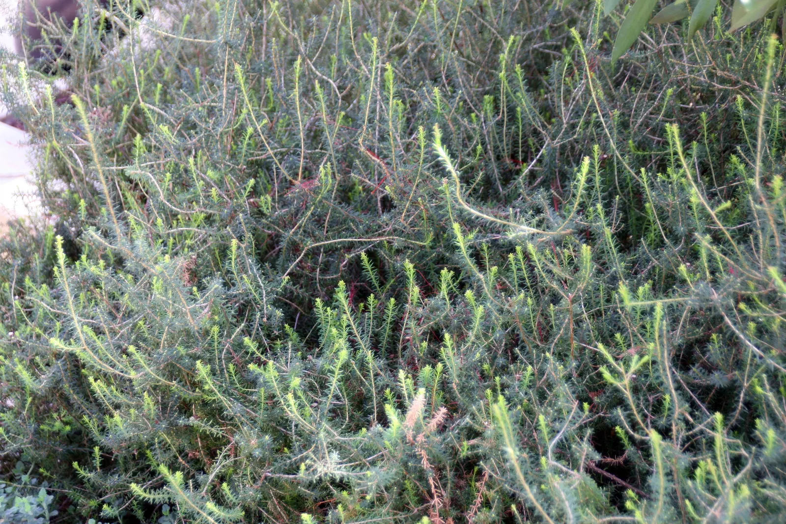 Darley Dale Heath (Erica X Darleyensis 'Darley Dale') — offering year-round foliage interest with its needle-like leaves