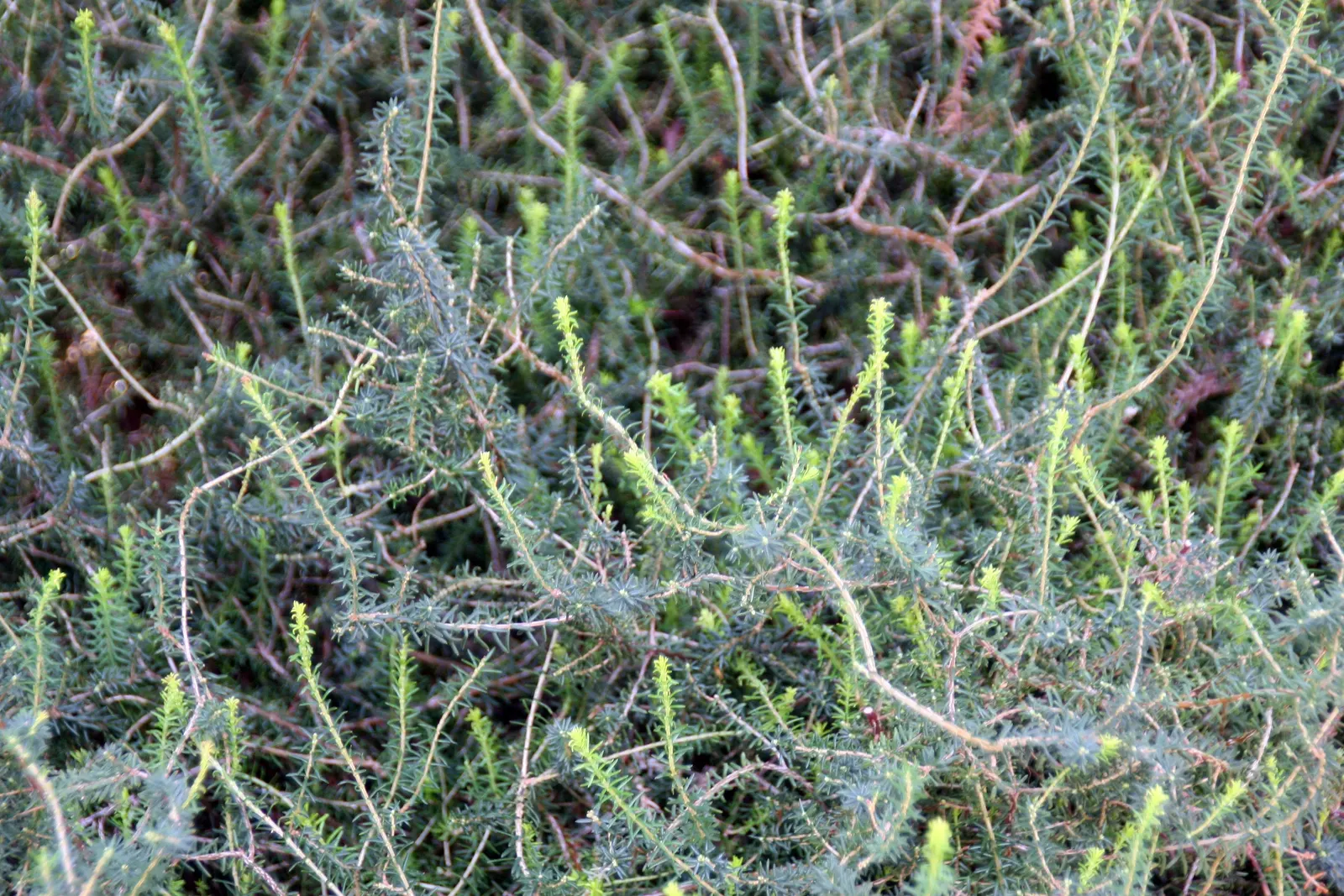Darley Dale Heath (Erica X Darleyensis 'Darley Dale') — The Erica x darleyensis 'Darley Dale,' or Darley Dale Heath