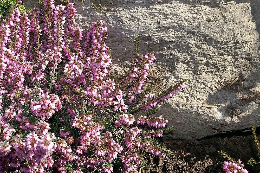 Darley Dale Heath (Erica X Darleyensis 'Darley Dale') — commonly referred to as Darley Dale Heath