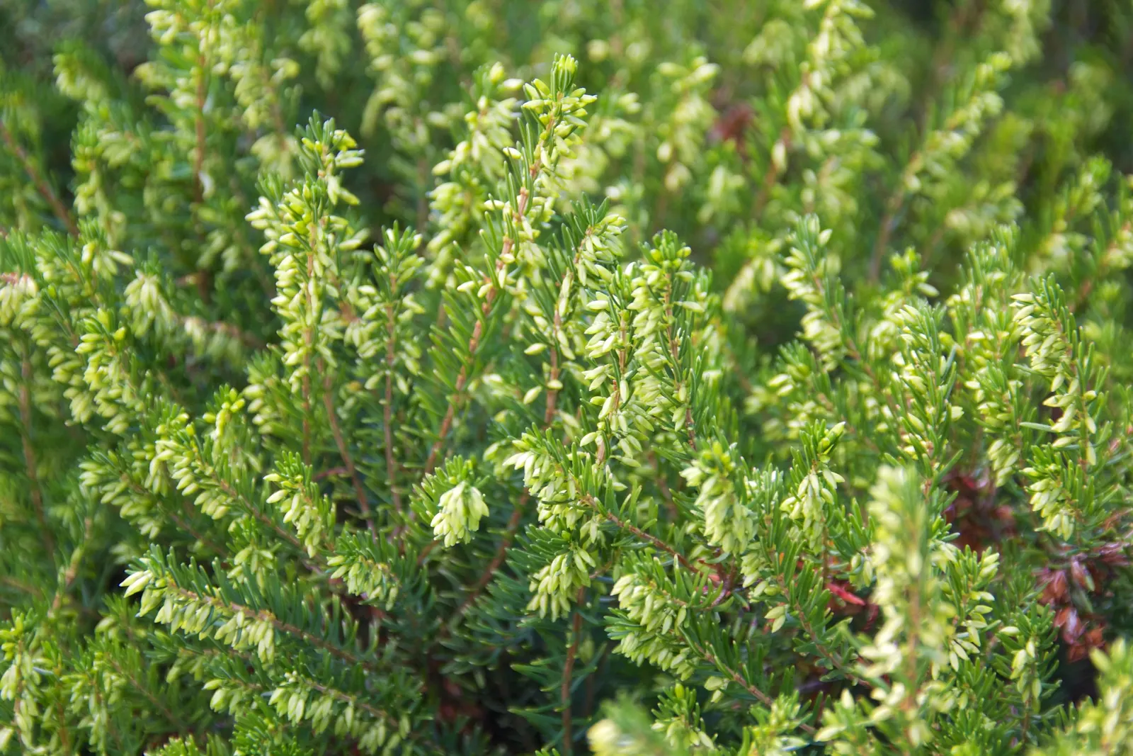 Darley Dale Heath (Erica X Darleyensis 'Darley Dale') — It reaches a moderate height of 2 feet with a 2-foot spread