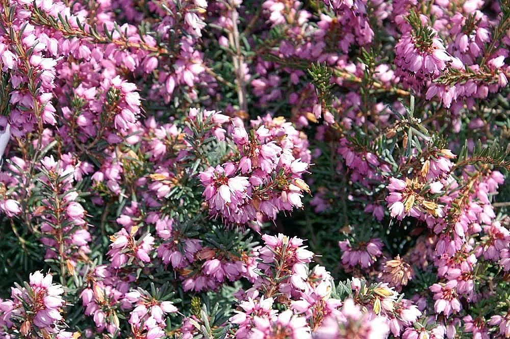 Darley Dale Heath (Erica X Darleyensis 'Darley Dale') — This winter-hardy plant thrives in well-drained acidic soil and full to partial sun