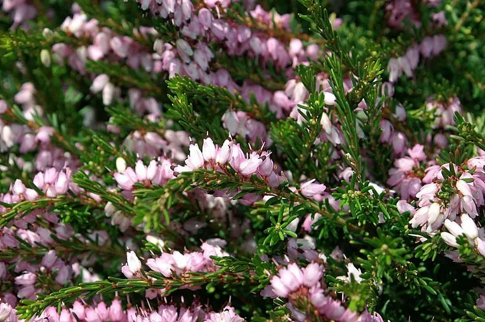 Darley Dale Heath (Erica X Darleyensis 'Darley Dale') — making it an ideal low-maintenance ground cover