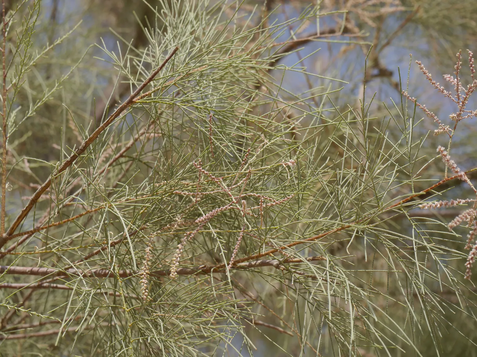 Afghan Pine (Pinus Eldarica) — Characterized by a conical shape