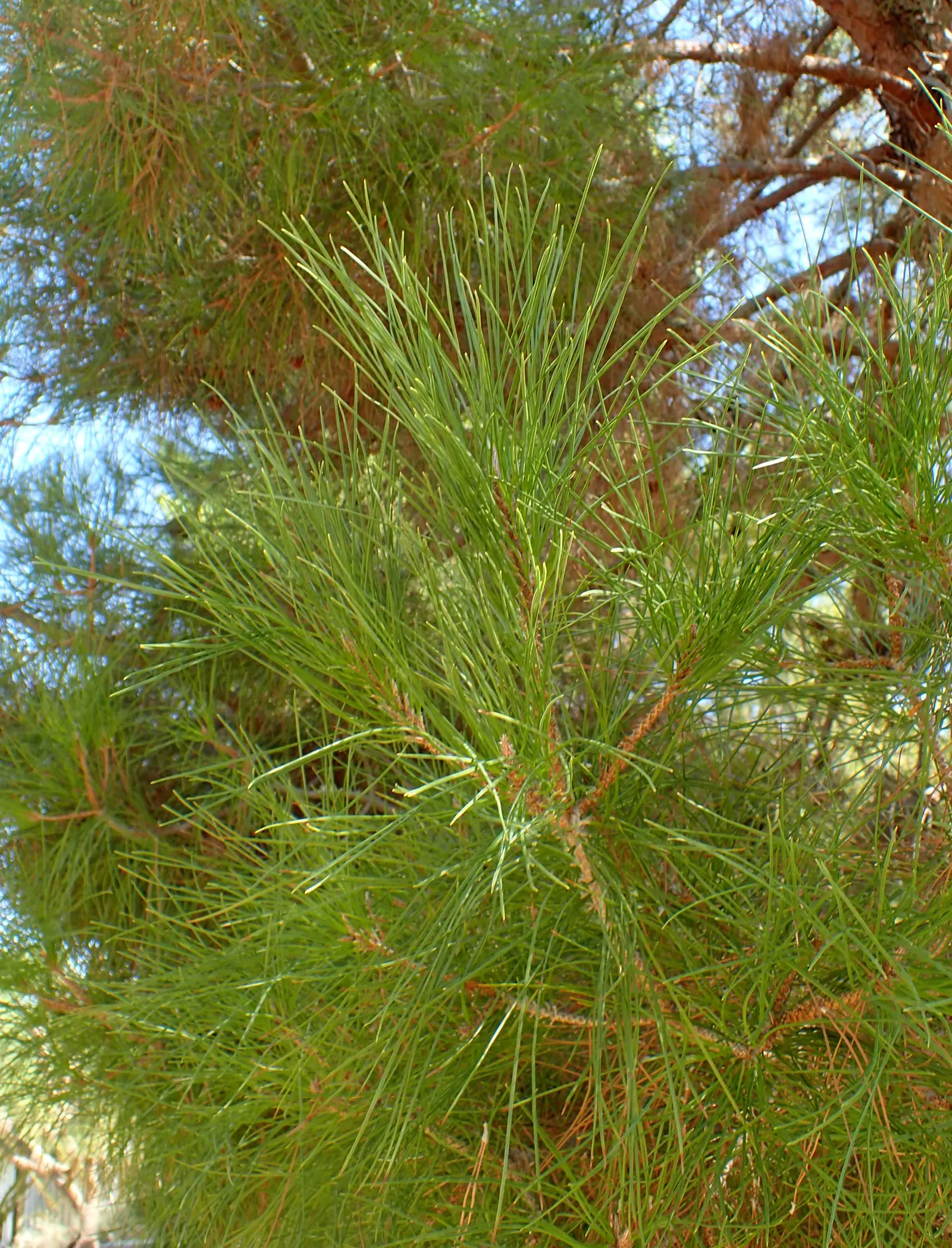 Afghan Pine (Pinus Eldarica) — is a versatile and robust conifer well-suited to arid and semi-arid climates
