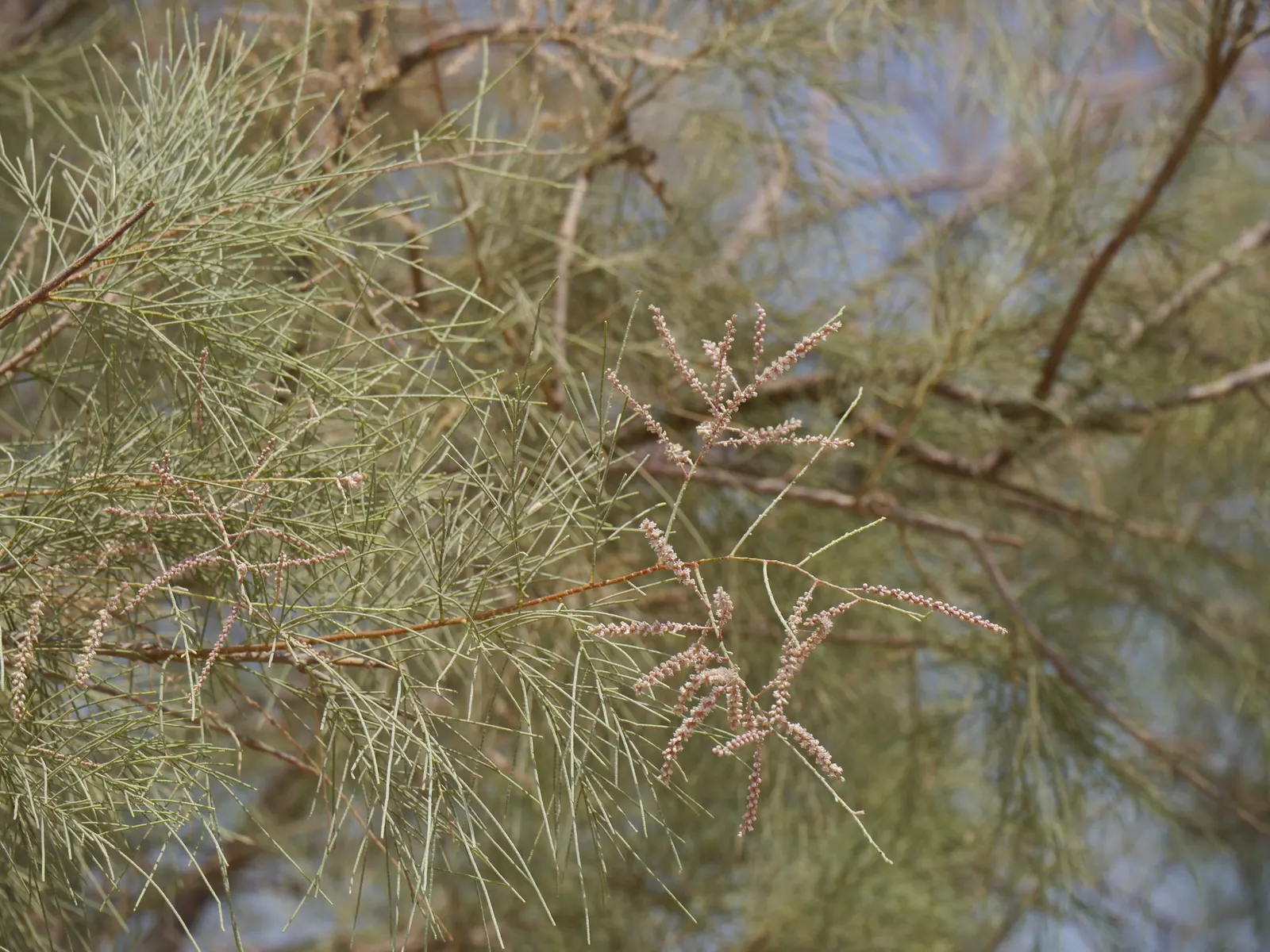 Afghan Pine (Pinus Eldarica) — reaching 30-50 ft in height with a 20-30 ft spread