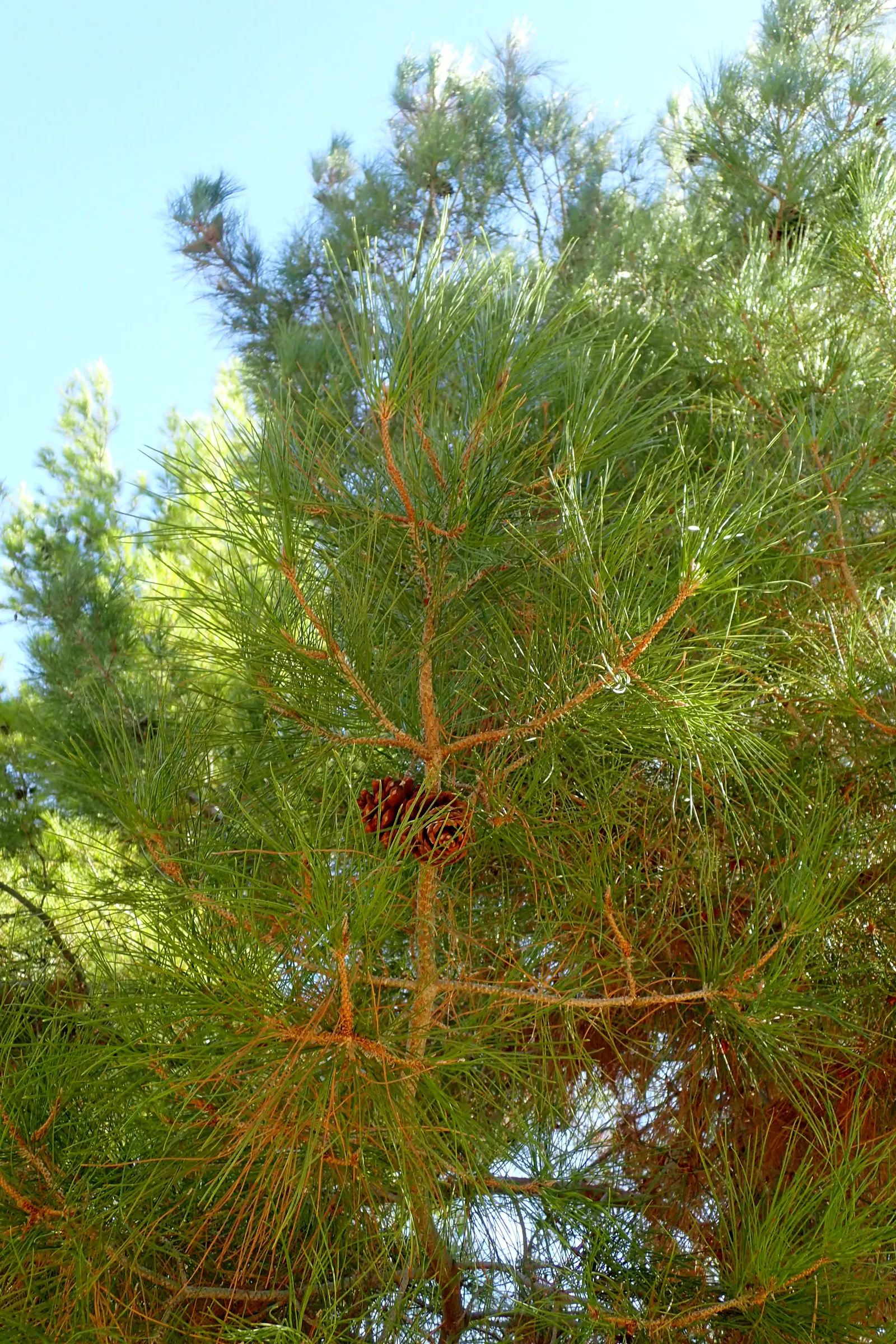 Afghan Pine (Pinus Eldarica) — a resilient evergreen conifer