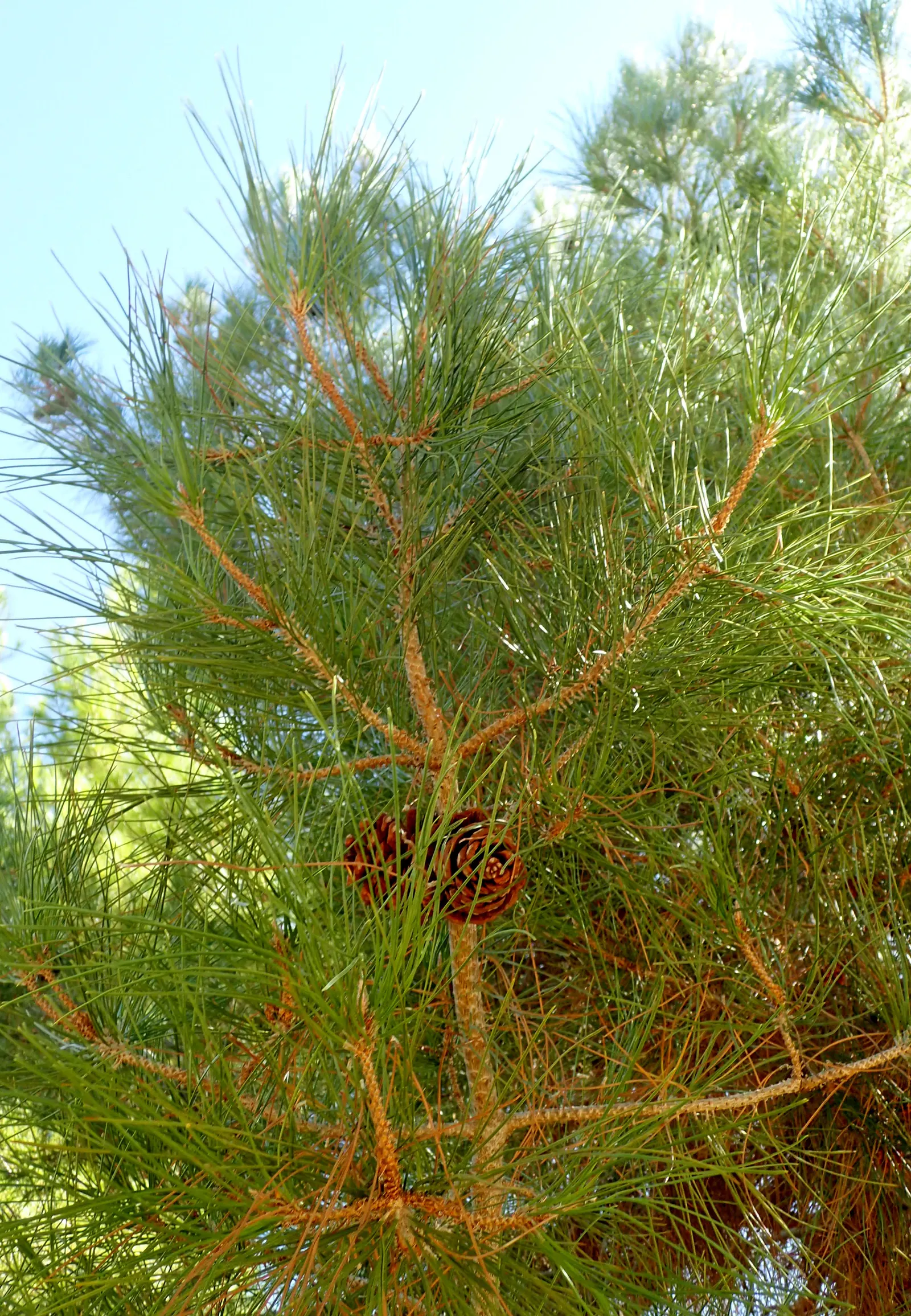 Afghan Pine (Pinus Eldarica) — offering year-round greenery and shade