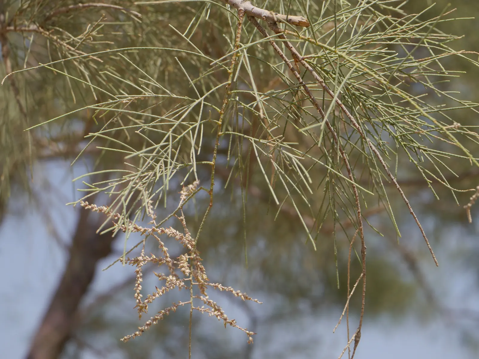 Afghan Pine (Pinus Eldarica) — scientifically known as Pinus eldarica