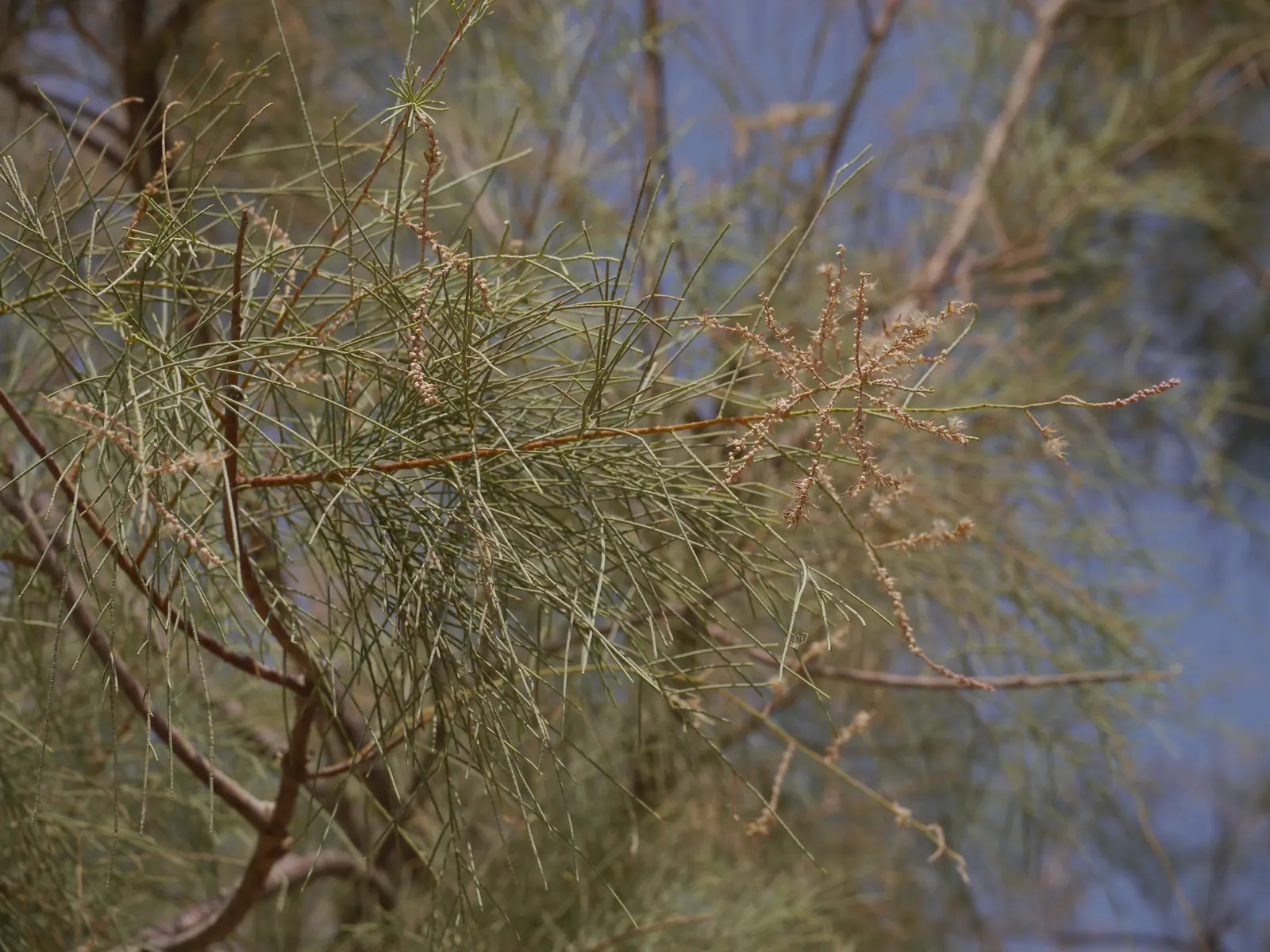 Afghan Pine (Pinus Eldarica) — Adaptable to various soils