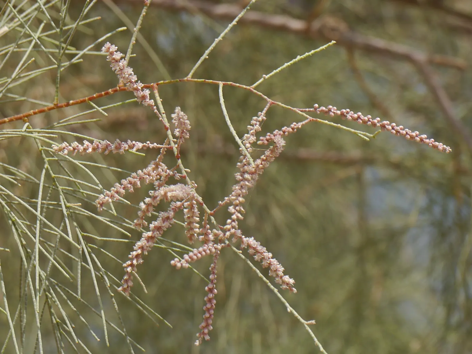 Afghan Pine (Pinus Eldarica) — it requires full sun and minimal water once established