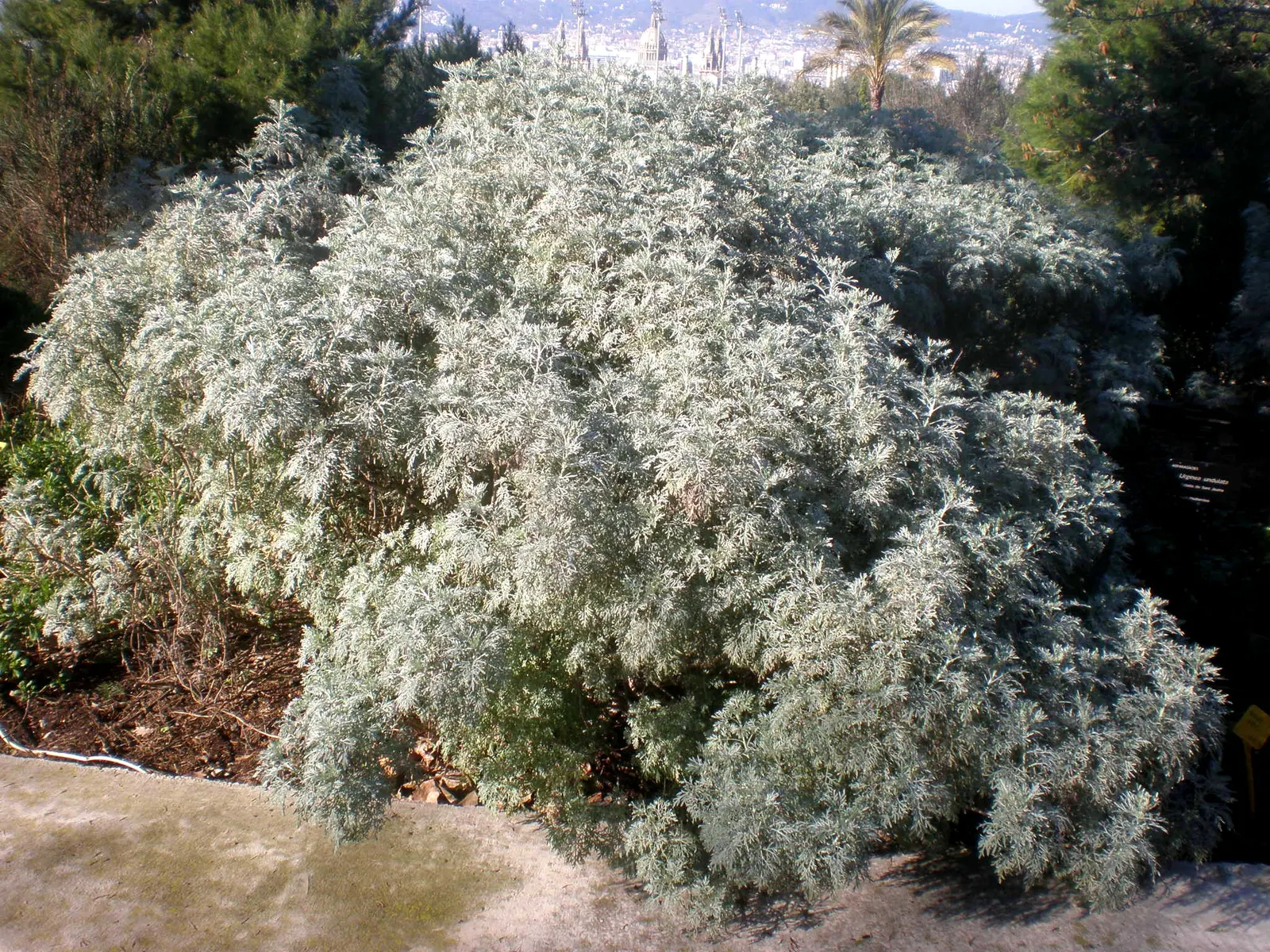 Silver Wormwood (Artemisia Arborescens) — Silver Wormwood produces inconspicuous yellowish flower clusters in the summer