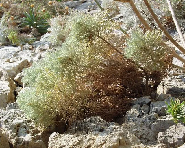 Silver Wormwood (Artemisia Arborescens) — Its woody stems support intricate, fern-like leaves that add textural contrast to landscapes; it can serve as a