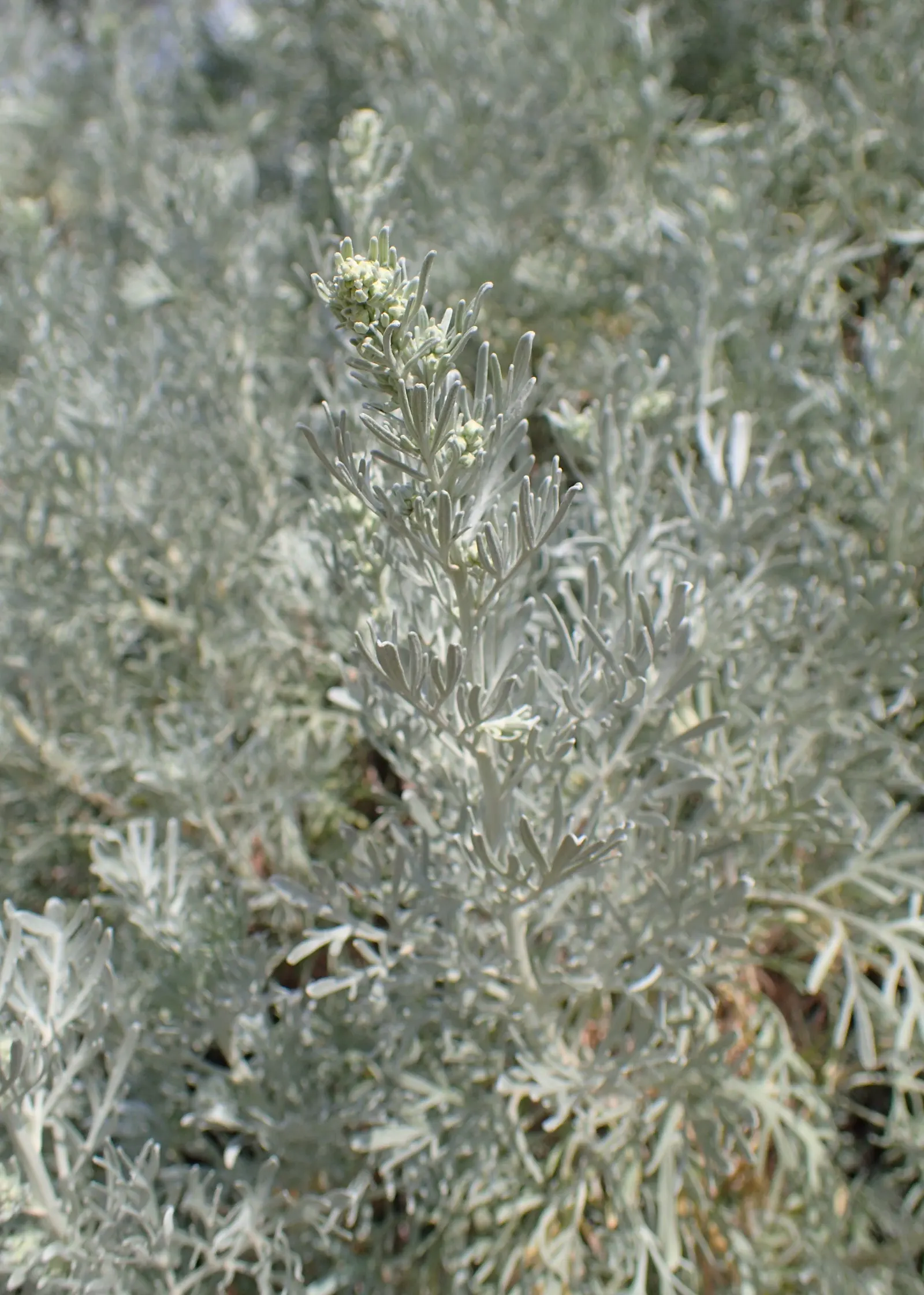 Silver Wormwood (Artemisia Arborescens) — is a captivating specimen for landscape designs seeking to incorporate both aesthetic appeal and practicality