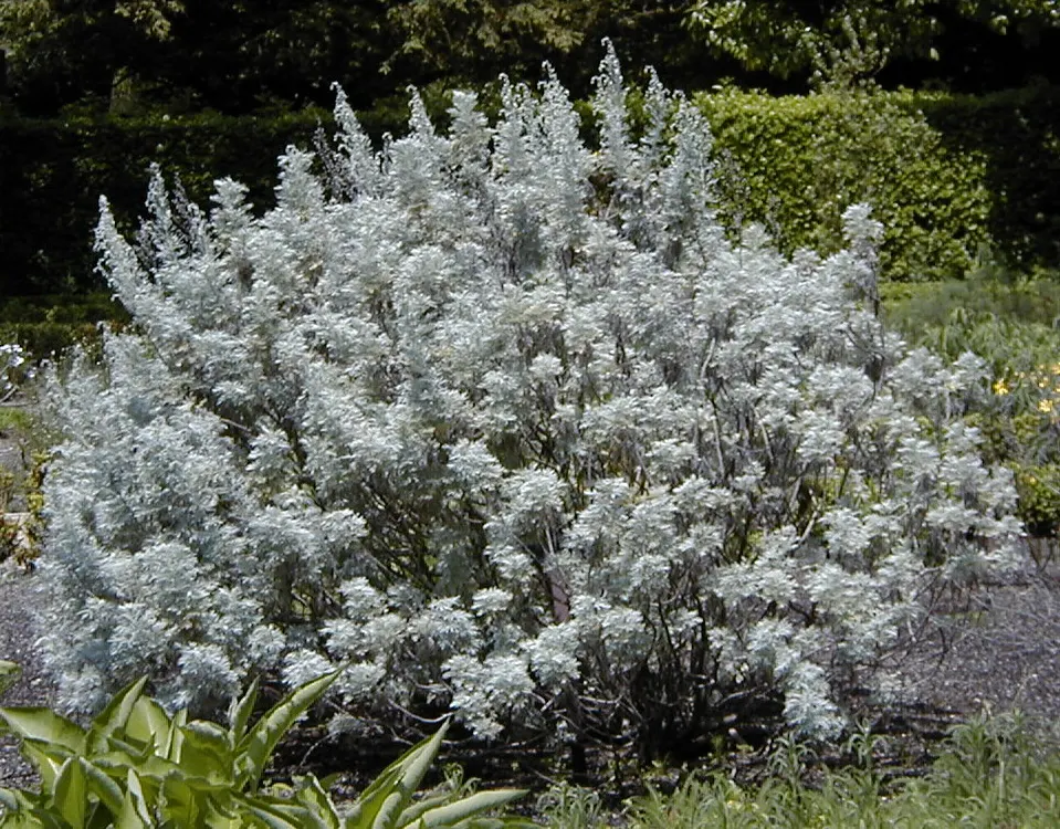 Silver Wormwood (Artemisia Arborescens) — shrub for full
