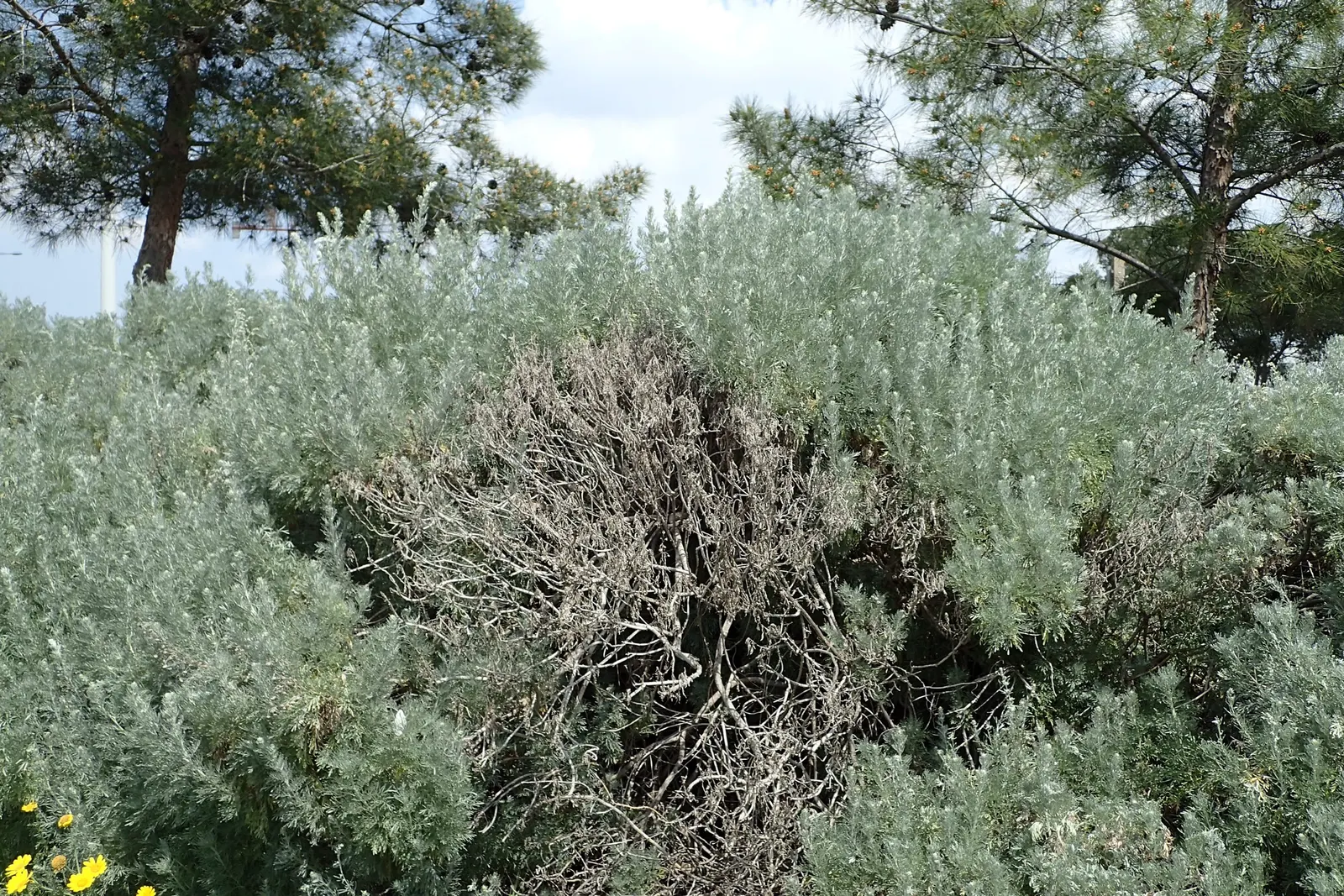 Silver Wormwood (Artemisia Arborescens) — Its finely dissected leaves are covered with silky hairs that endow the plant with a luminous
