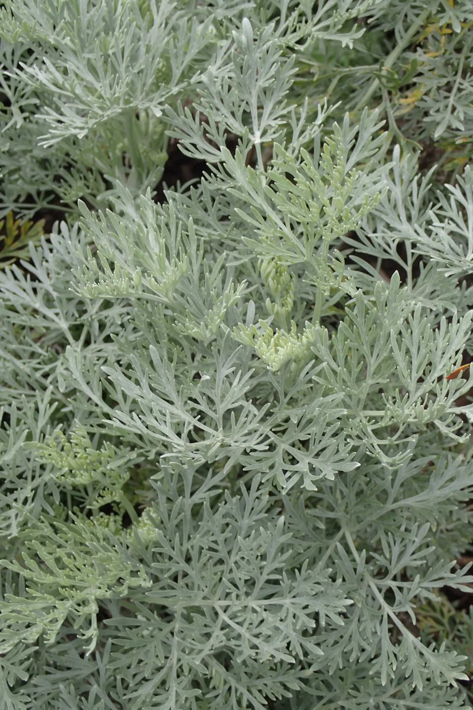 Silver Wormwood (Artemisia Arborescens) — In summer, it bears yellow, inconspicuous flowers; shrub with yellow blooms