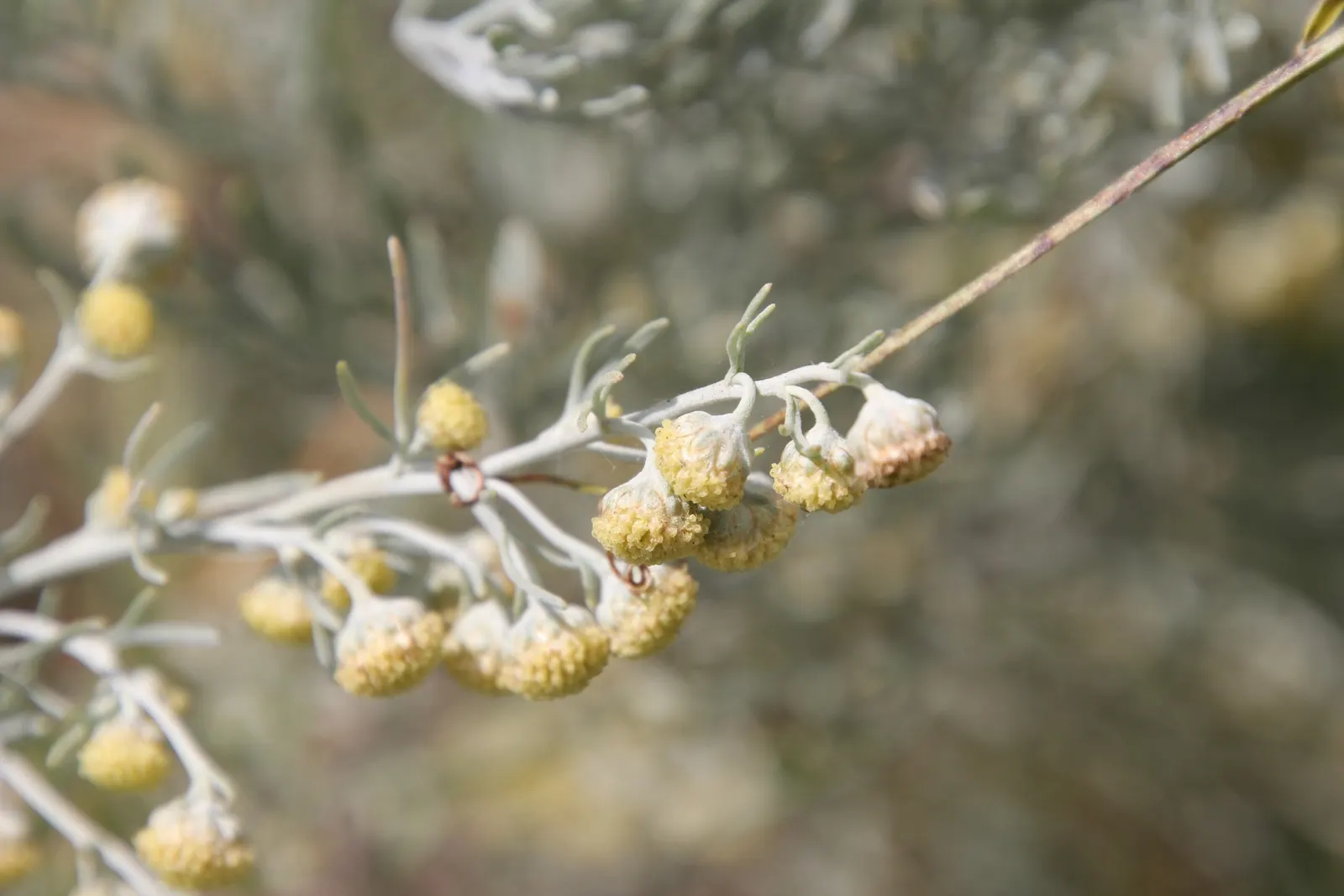 Silver Wormwood (Artemisia Arborescens) — it thrives in full sun and well-drained soil