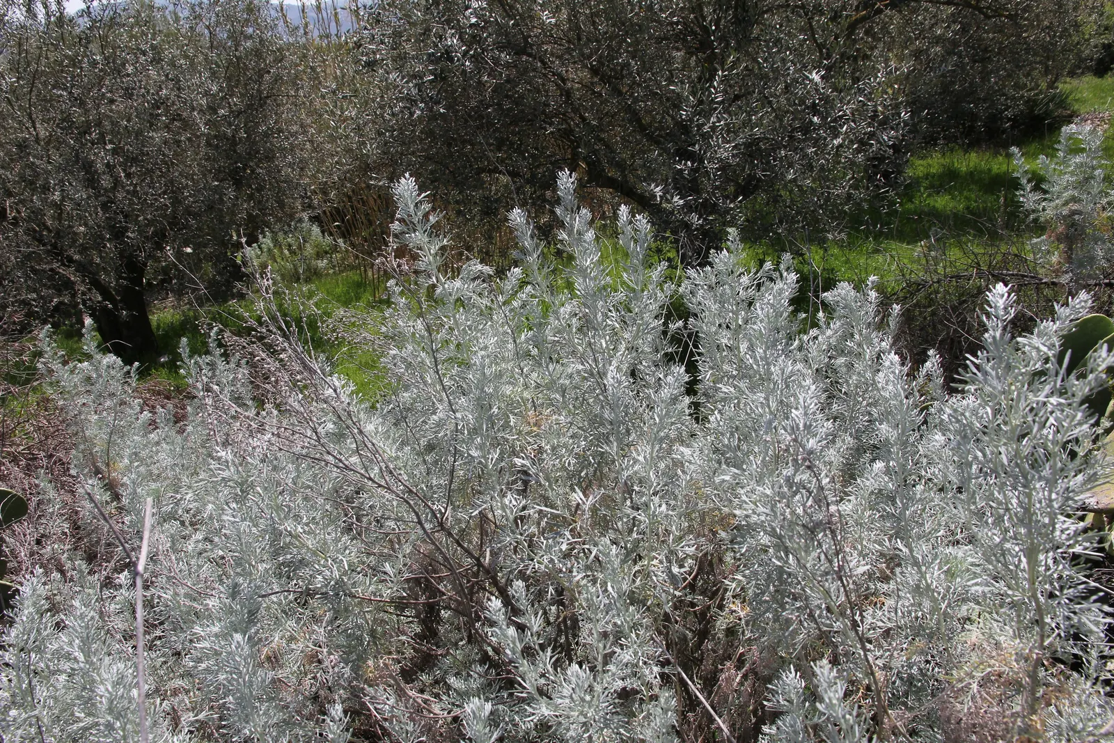 Silver Wormwood (Artemisia Arborescens) — When incorporating Silver Wormwood into a landscape