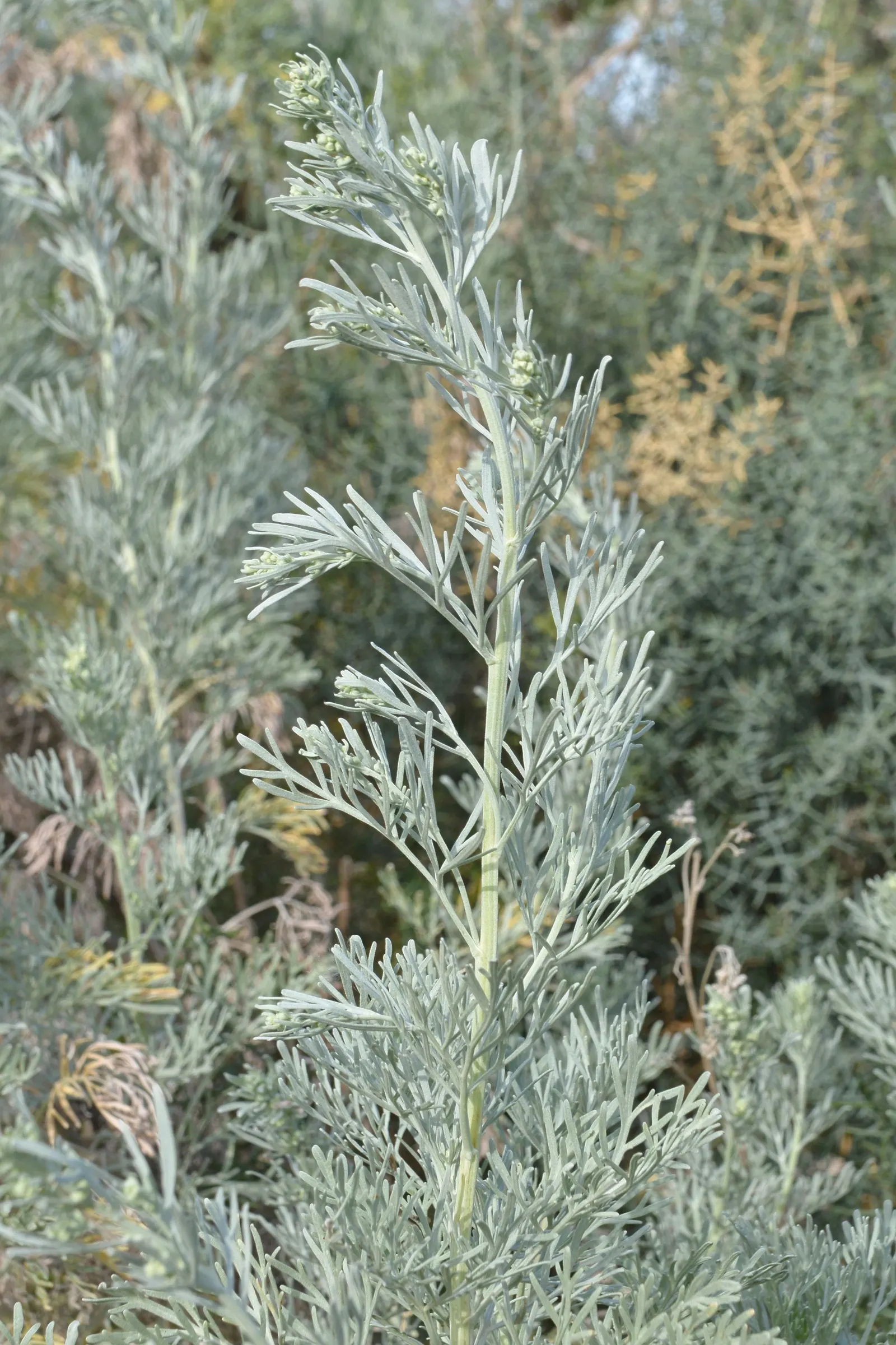 Silver Wormwood (Artemisia Arborescens) — widely recognized as Silver Wormwood; its maintenance is minimal, involving occasional pruning to maintain shape and