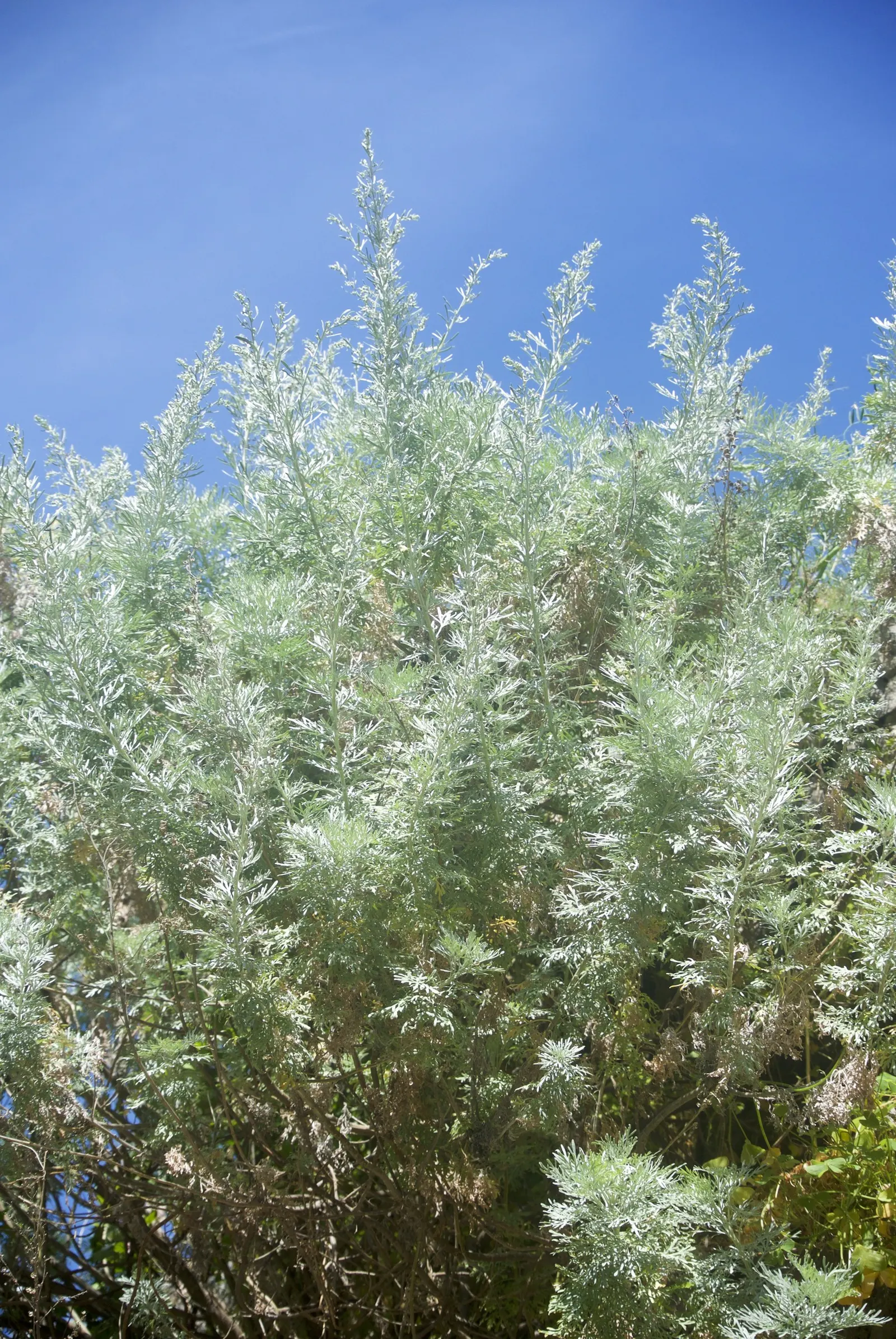 Silver Wormwood (Artemisia Arborescens) — it can serve as a beautiful backdrop for plants with darker foliage or brightly colored flowers