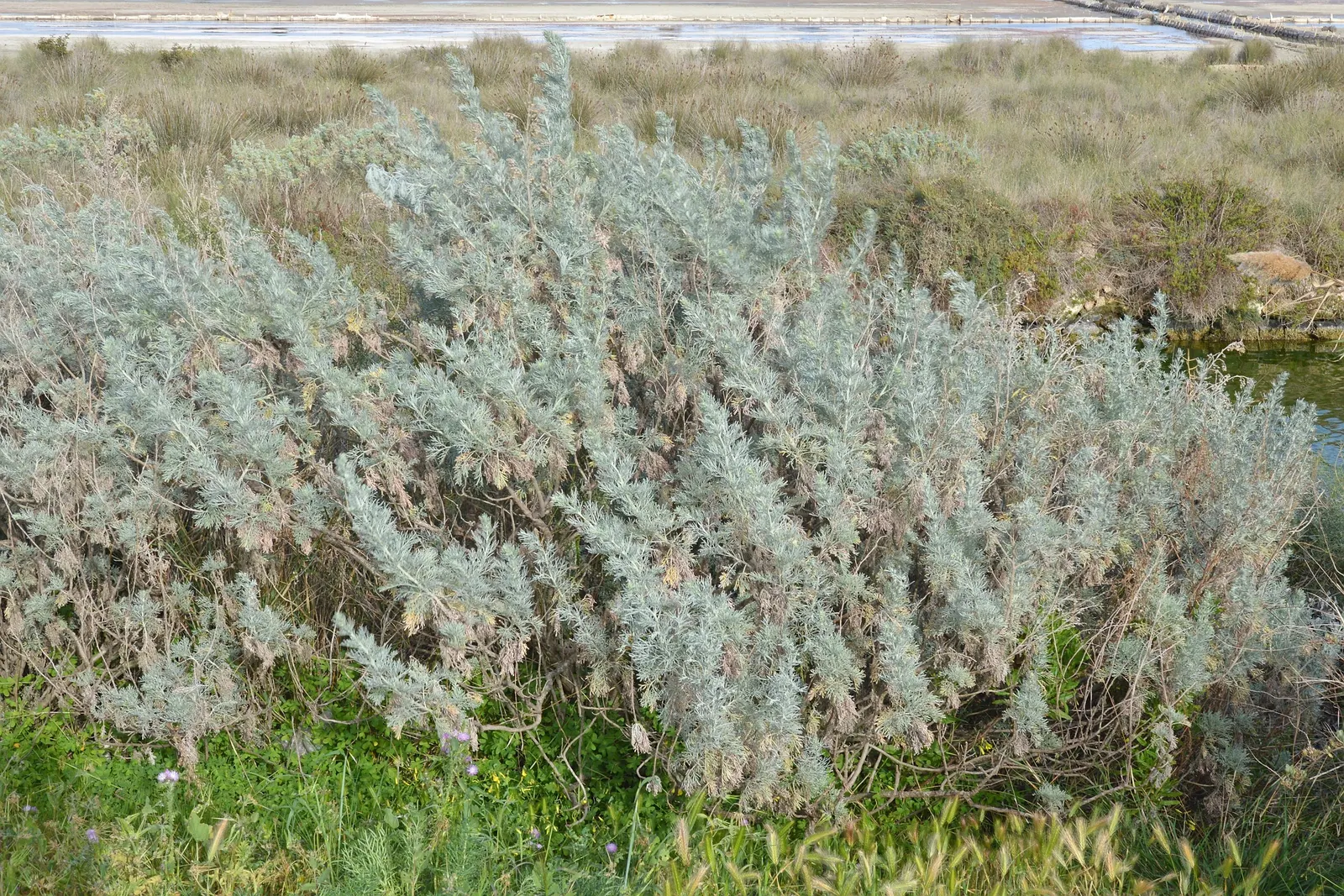 Silver Wormwood (Artemisia Arborescens) — Hardy and drought-resistant, image 39