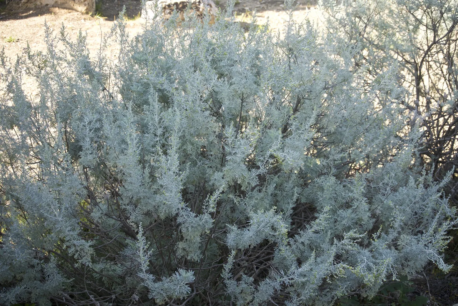 Silver Wormwood (Artemisia Arborescens) — enhancing contrast and vibrancy
