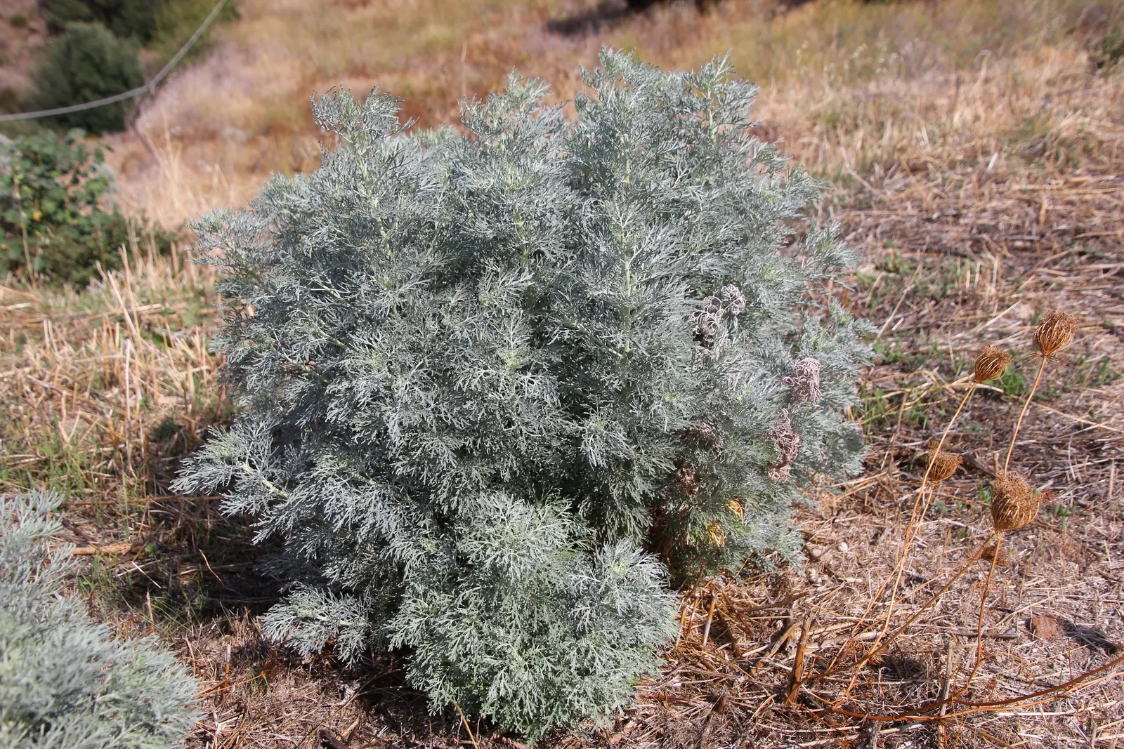 Silver Wormwood (Artemisia Arborescens) — soft-textured appearance.<br><br>Silver Wormwood thrives best in USDA zones 6 through 9